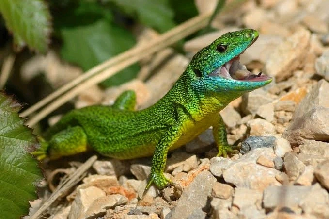 Immagine caricata da Adriano