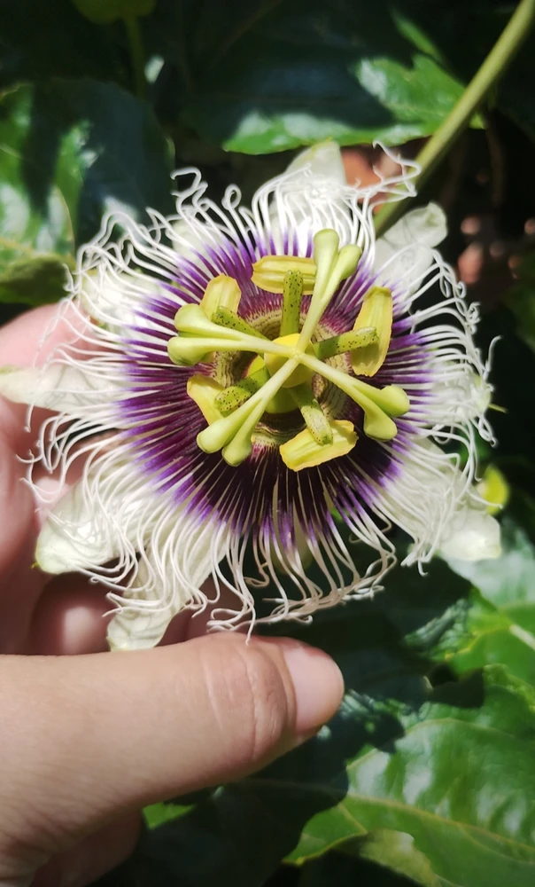 GIF enviado por Giovanna