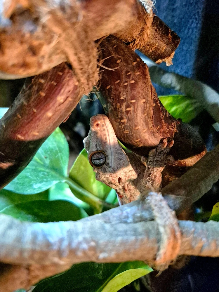 GIF hochgeladen von Hagalaz