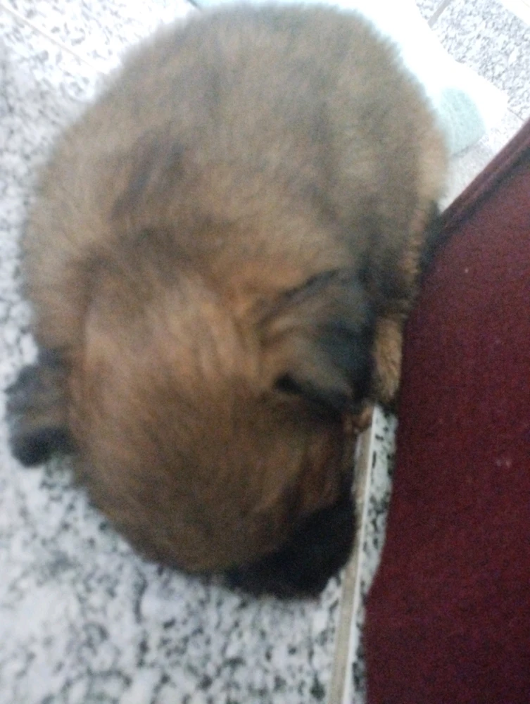 GIF enviado por Vulpes