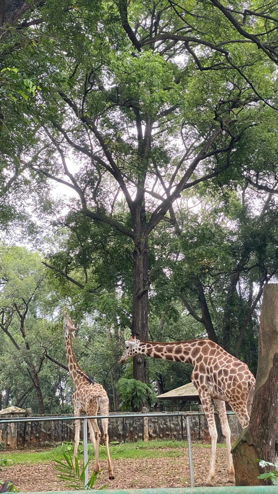 Image uploaded by dwi