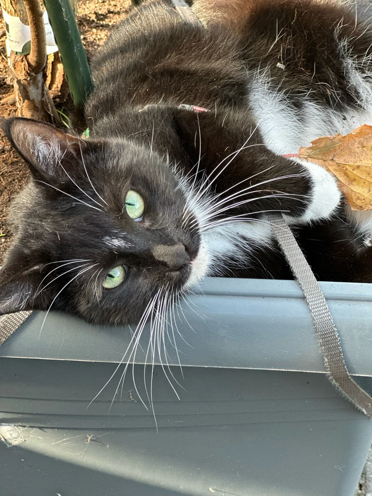 GIF hochgeladen von Fuchs