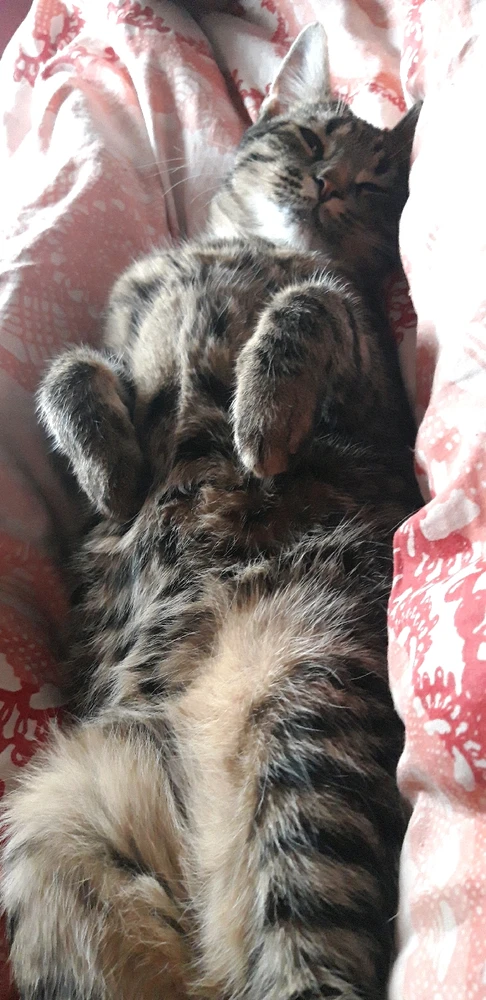 GIF hochgeladen von Marron