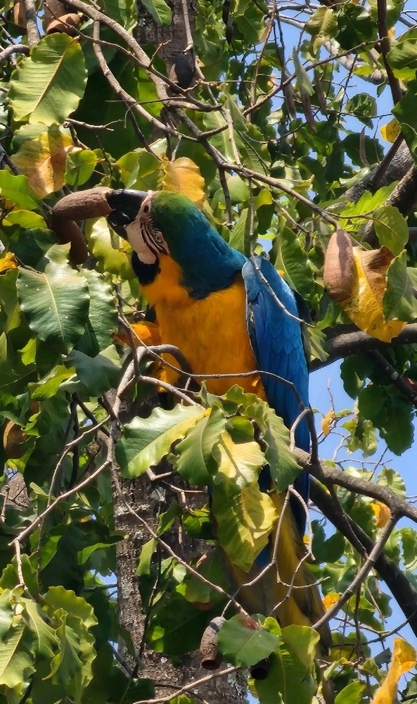 Imagem enviada por Luís