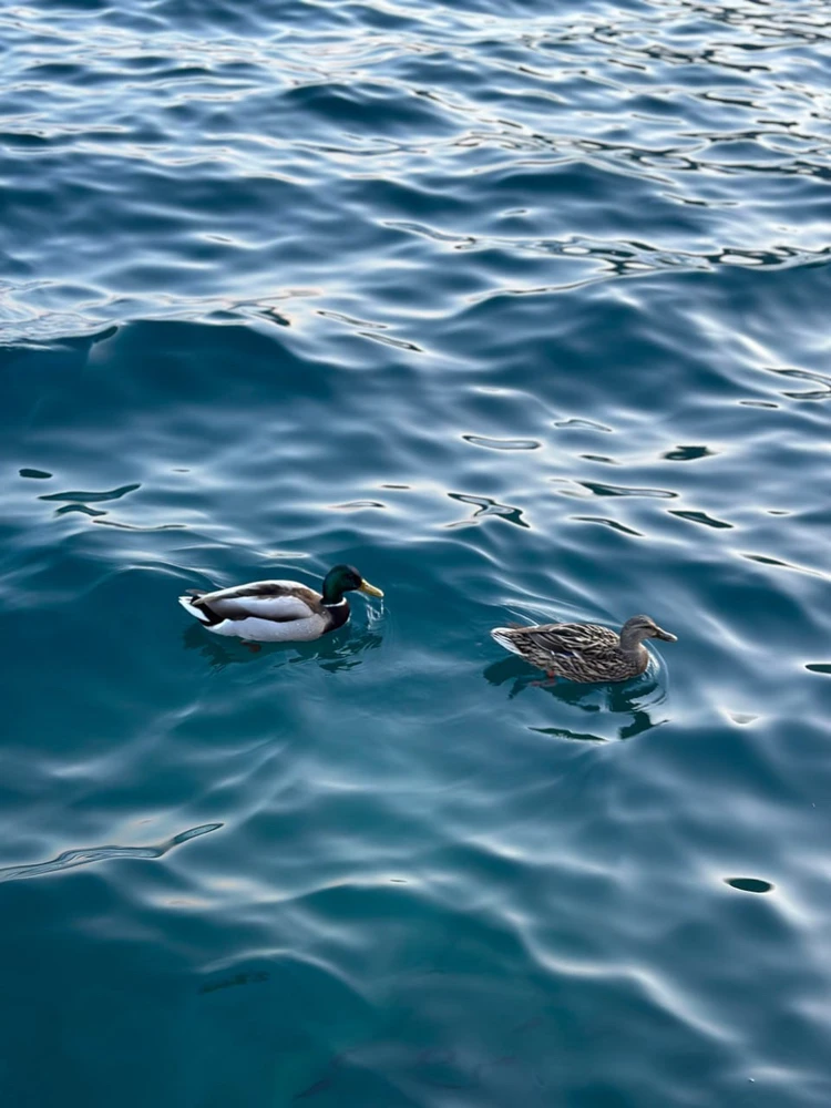 Li Kai上傳的圖片