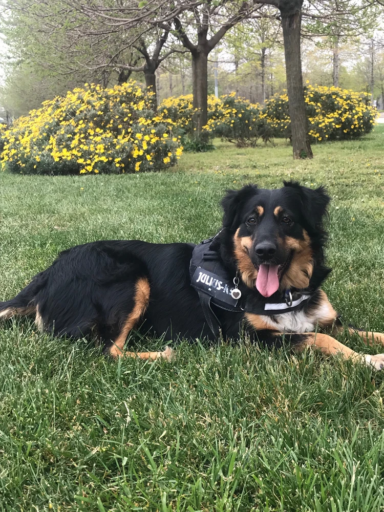 APSUVA tarafından yüklenen GIF