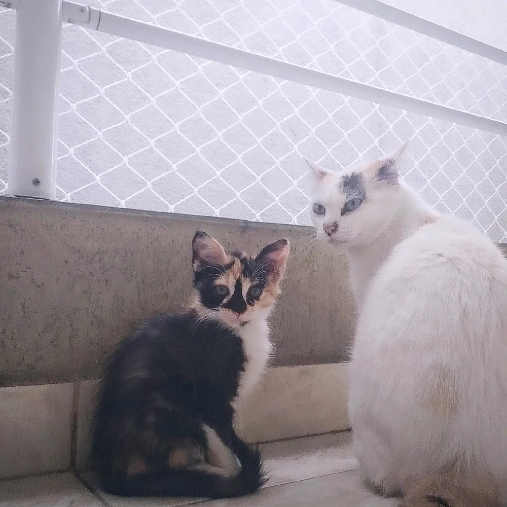 GIF enviado por Rafael Andrade