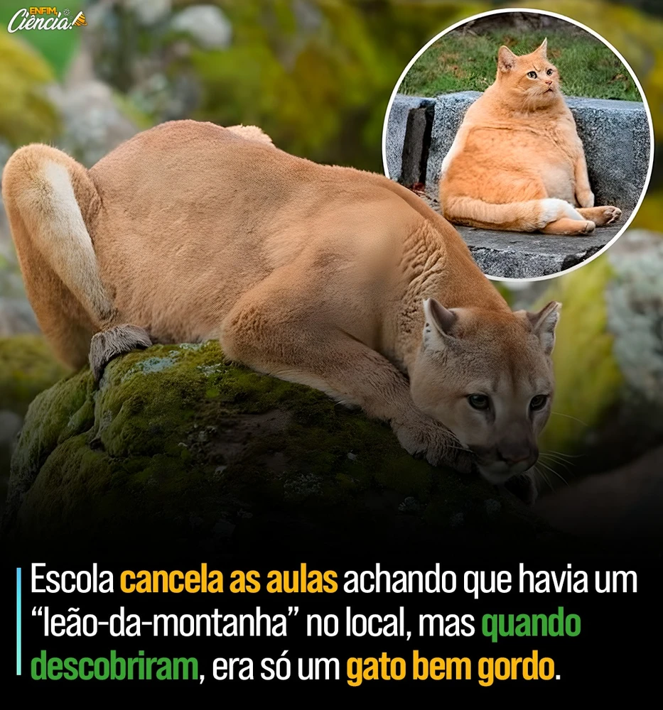 Imagem enviada por Ferreira