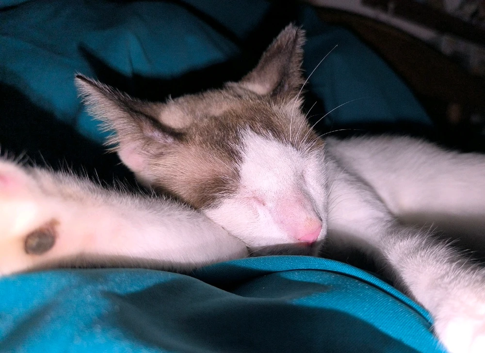 GIF uploaded by Fryda