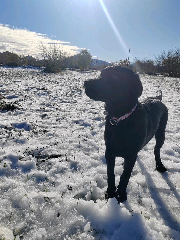 GIF učitao/la Goran