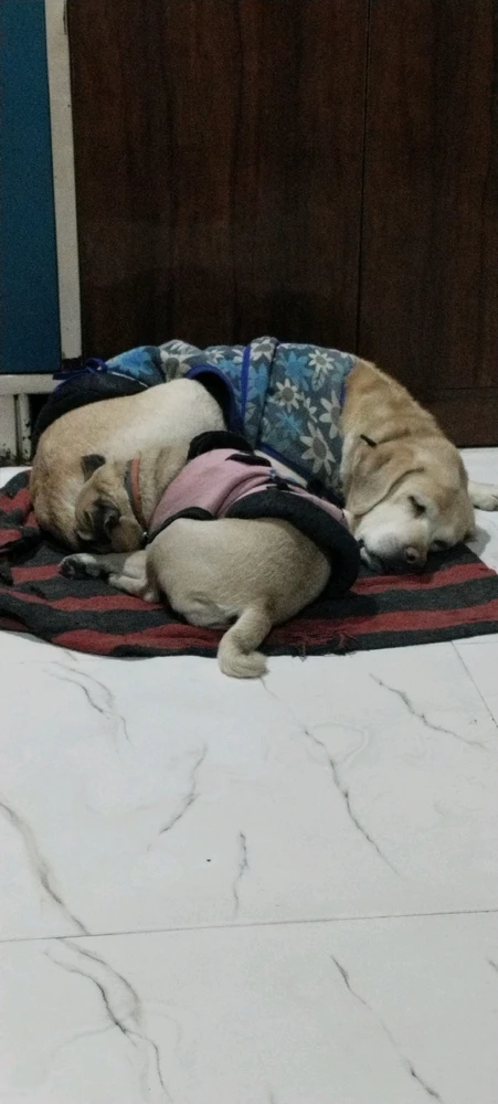 Image uploaded by Saurabh Sharma