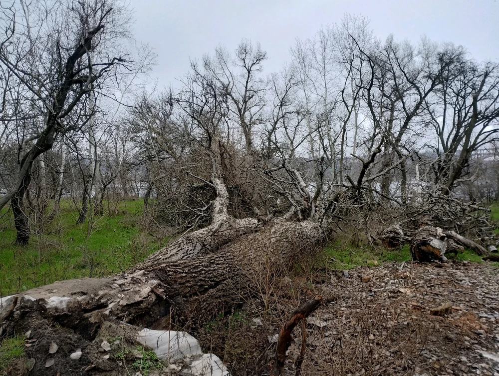 Зображення завантажив Ole