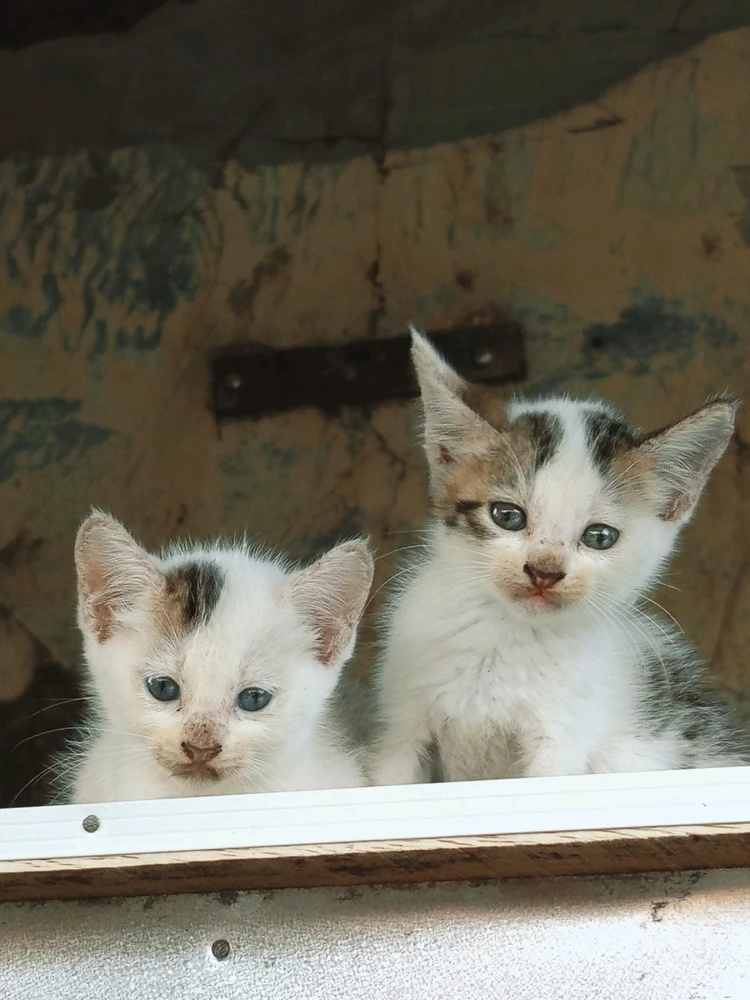 GIF diunggah oleh mila