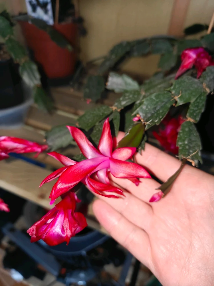 GIF dodany przez Krzysztof