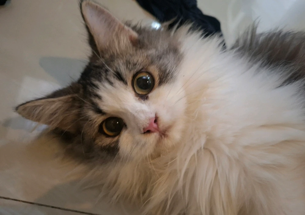 GIF uploaded by Vista