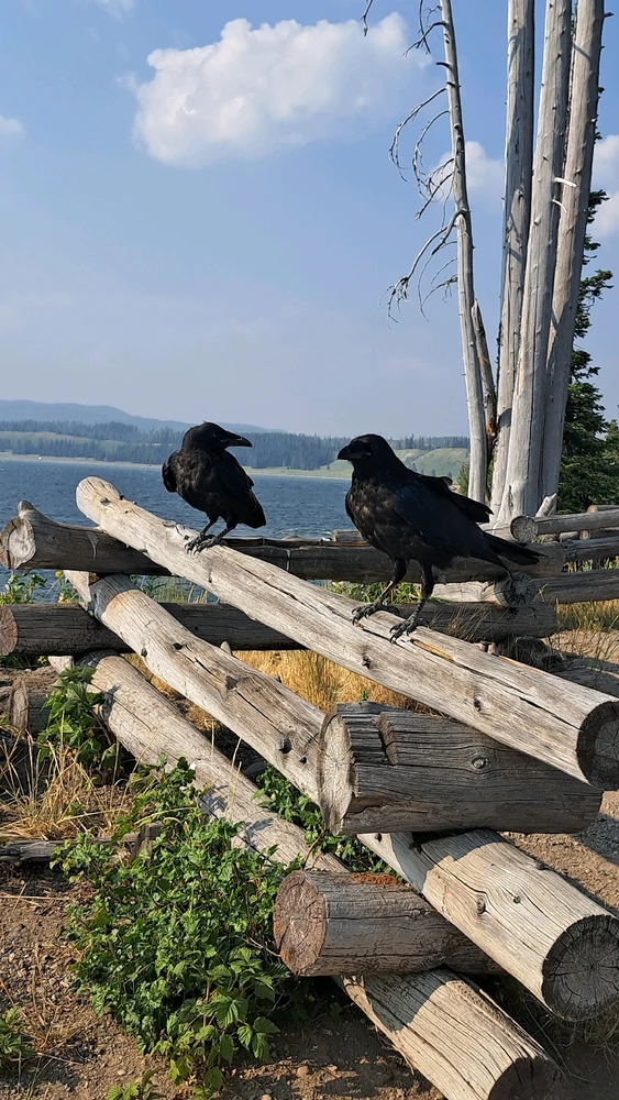 Image uploaded by Denis