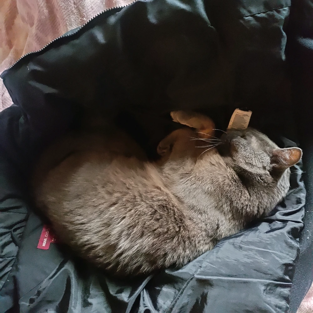 GIF uploaded by Sofija