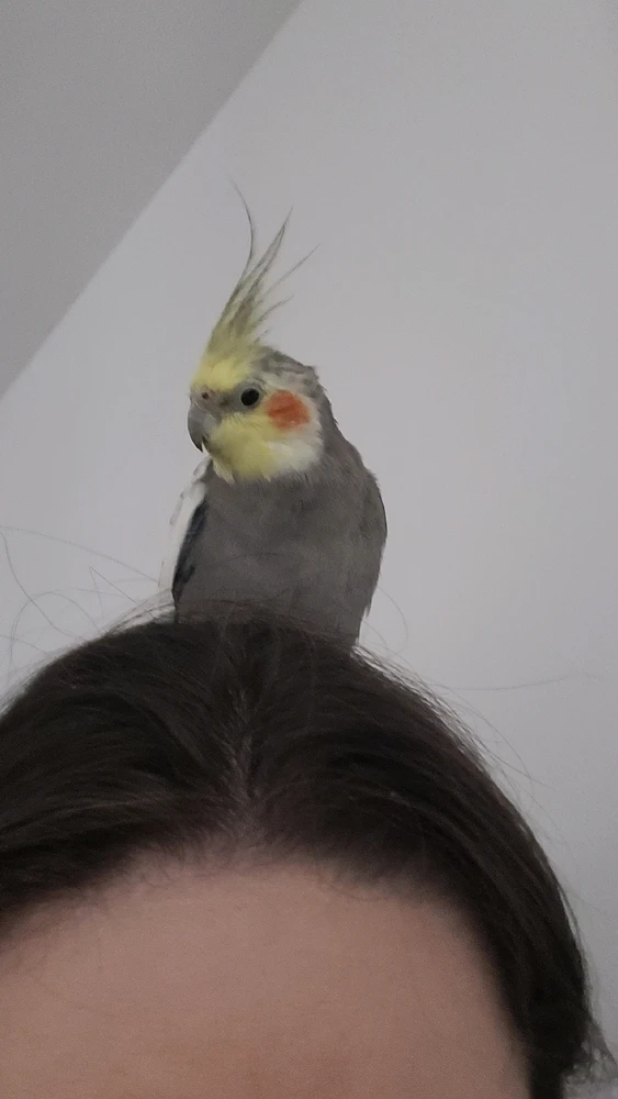 GIF enviado por Ivelise