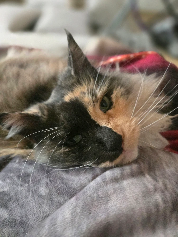 Bild hochgeladen von Katja