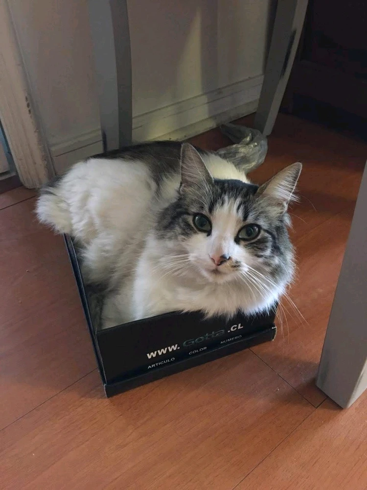 Imagen subida por Rodrigo