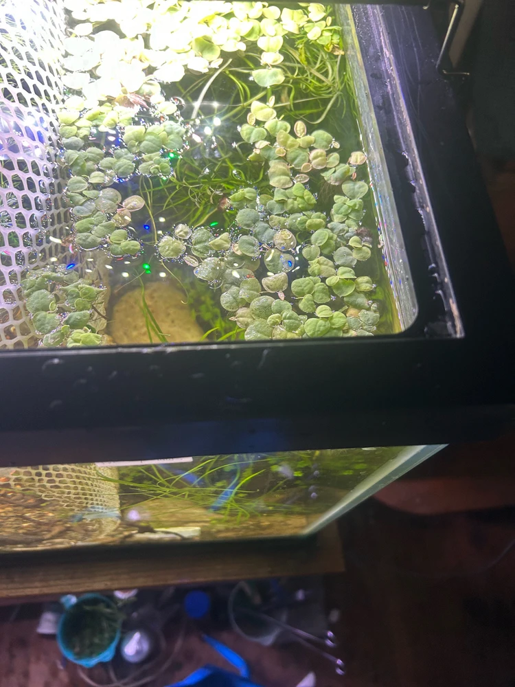 Image uploaded by Tiesha