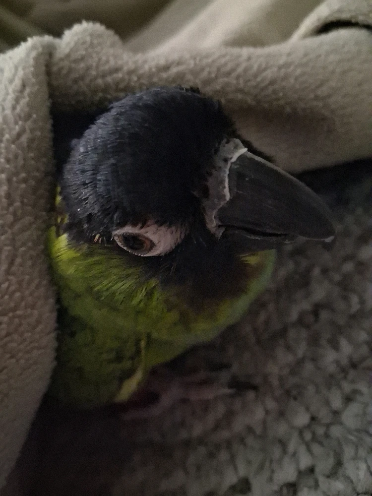 Gambar diunggah dening Conner