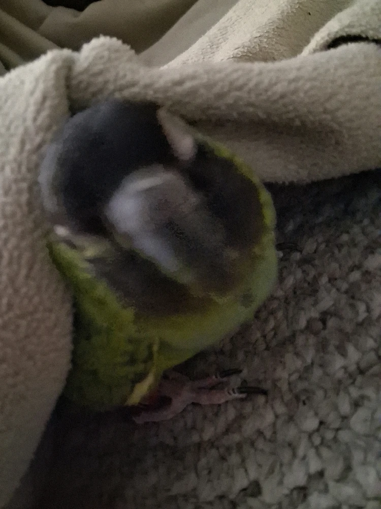 Gambar diunggah dening Conner