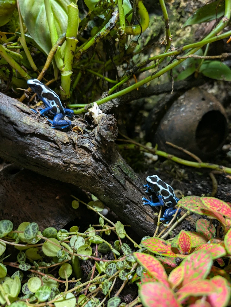 Image uploaded by Cal