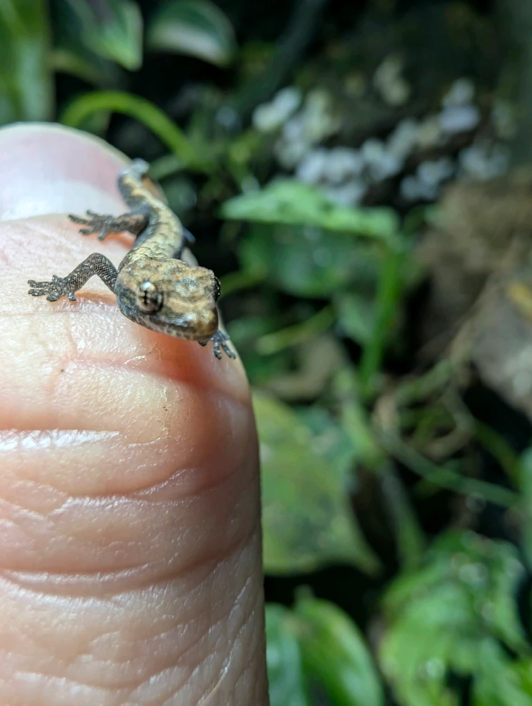 Image uploaded by Cal