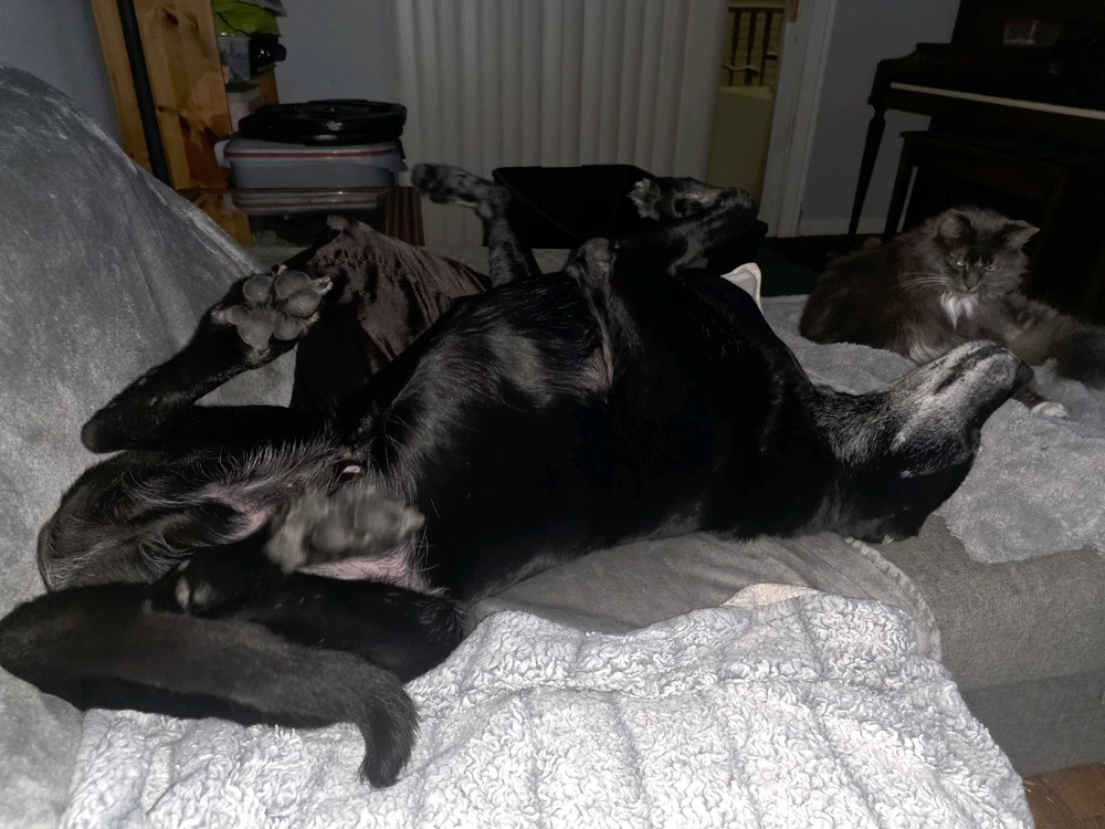 GIF uploaded by Dave