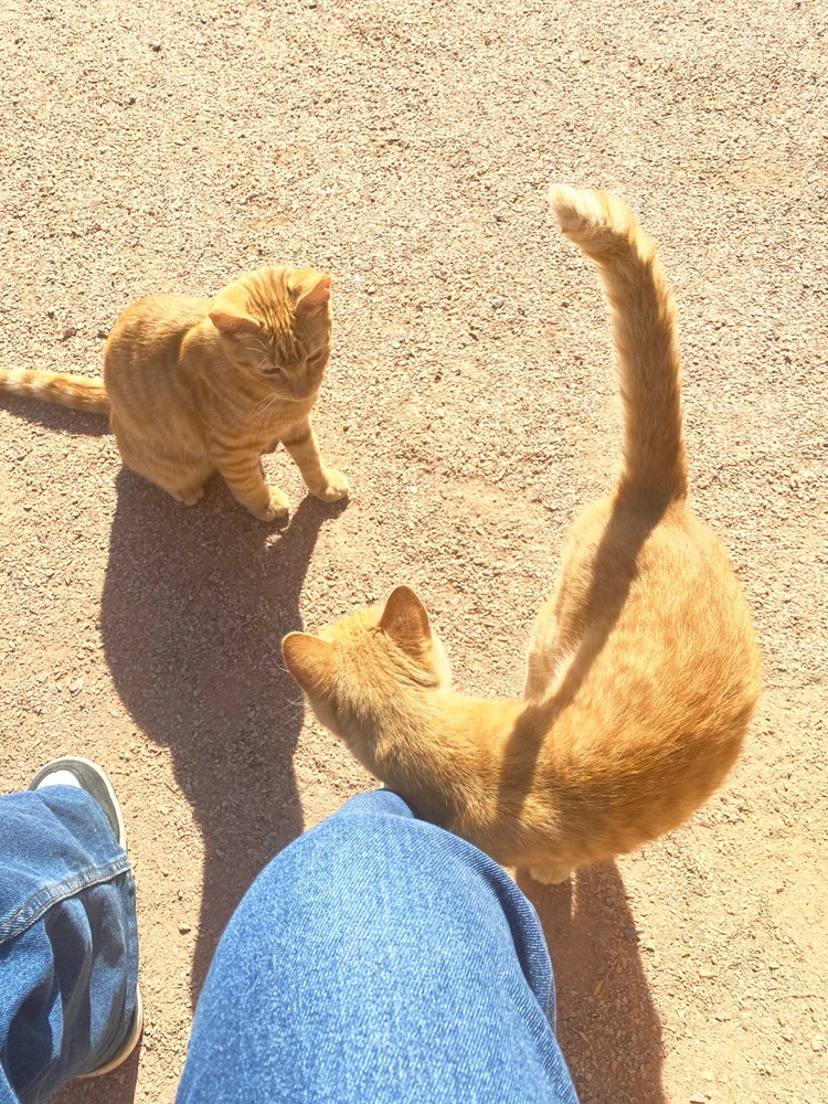 GIF uploaded by Cupcake