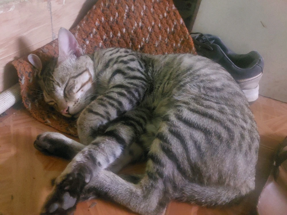 GIF uploaded by Piyush