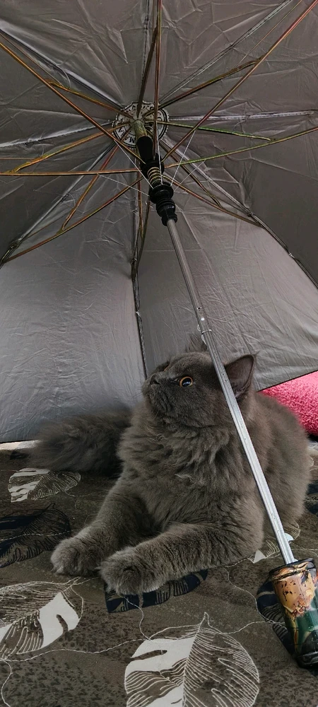 GIF uploaded by Hsiav