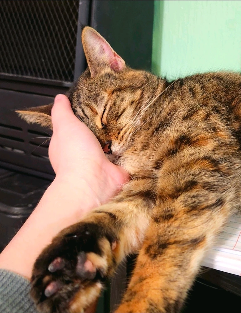 GIF uploaded by Crystal