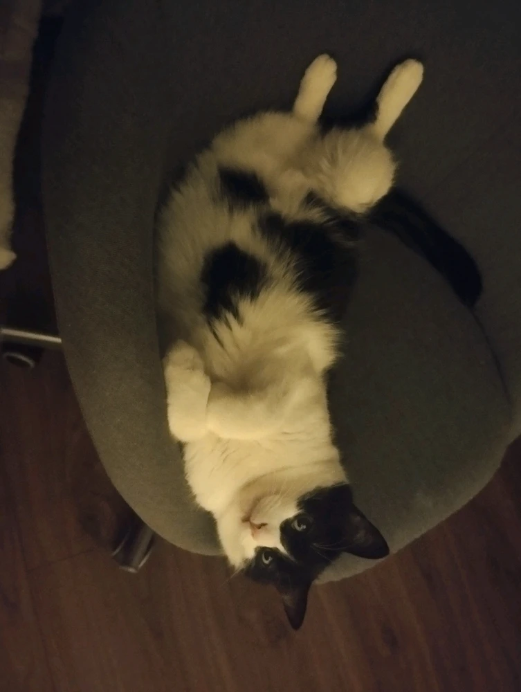 Bild hochgeladen von Sarah đŠ