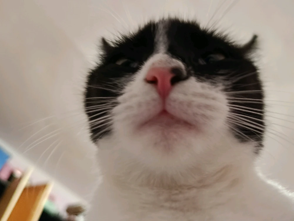 Noémi Szilvia által feltöltött GIF