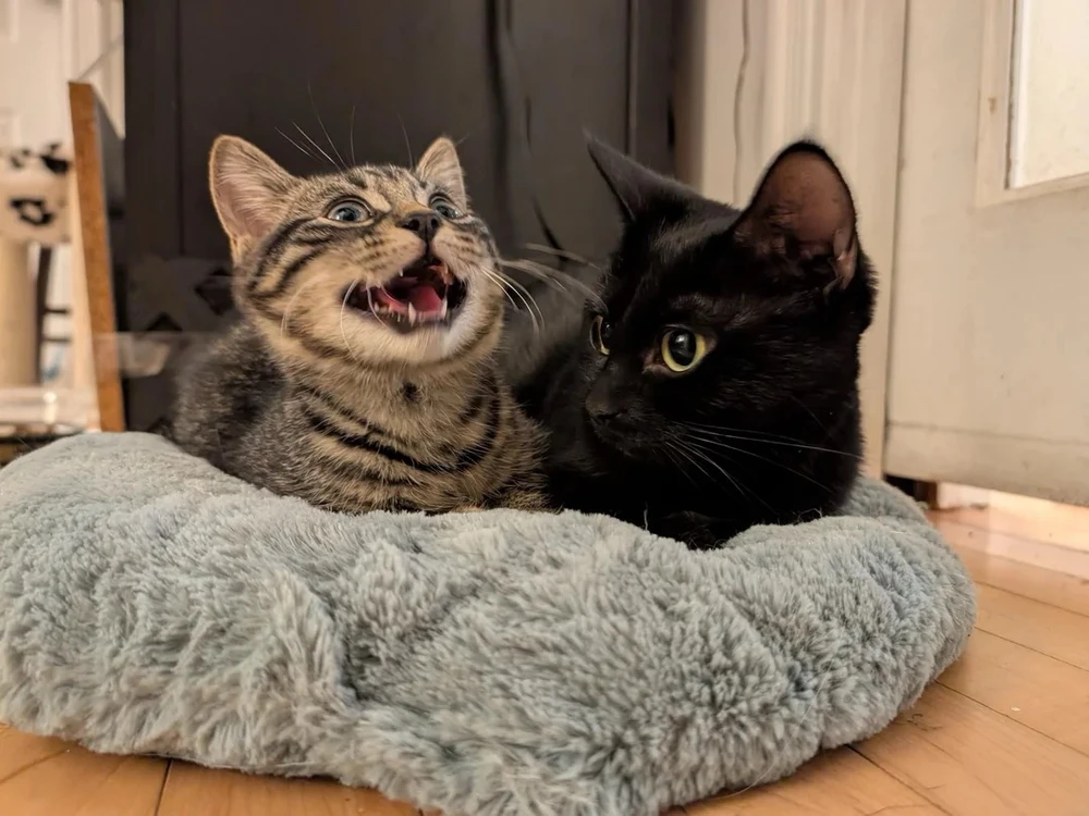 GIF uploaded by Iago