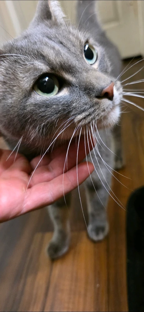 GIF uploaded by Rogelio Ocano