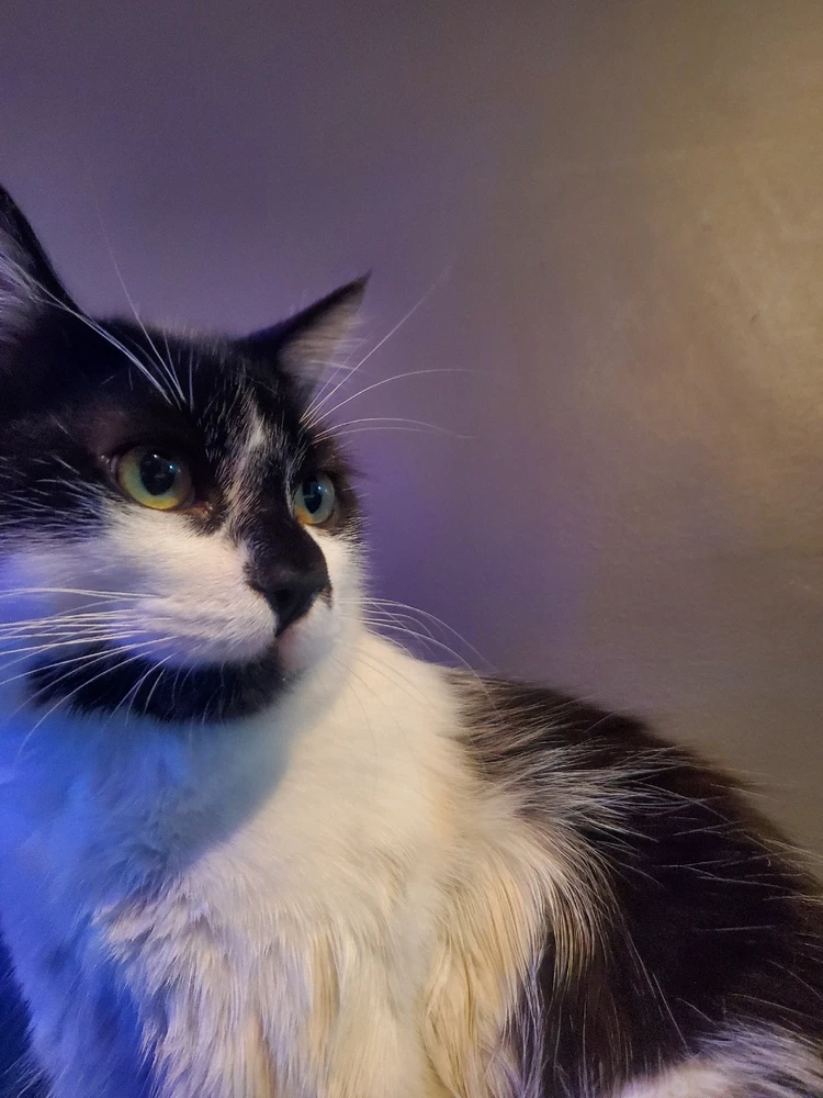 GIF subido por Alexis Ricardo