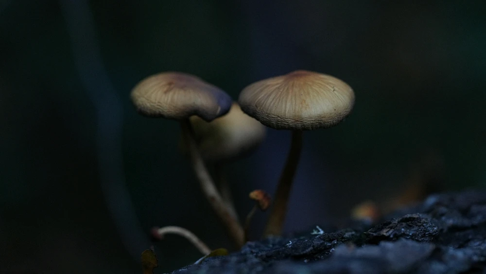 GIF uploaded by David