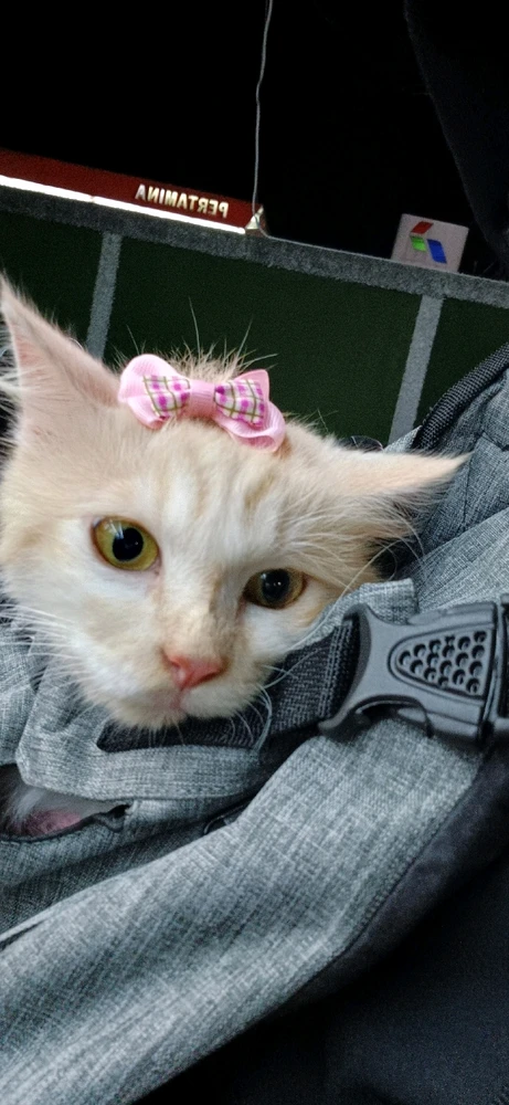 Image uploaded by Tiara