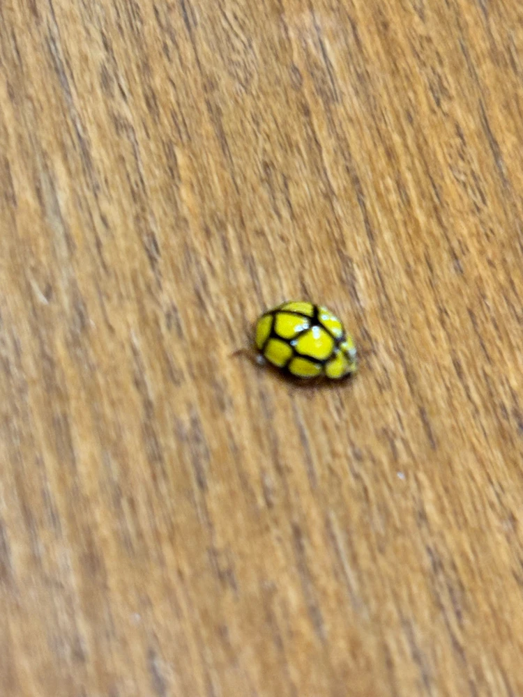 Image uploaded by GABOR