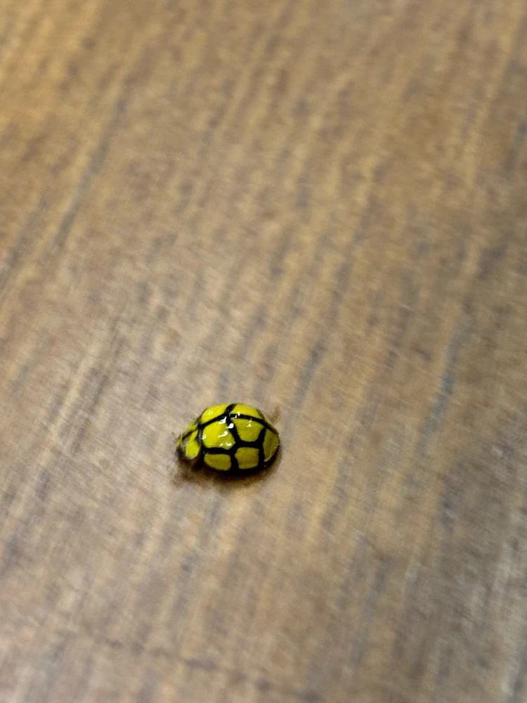 Image uploaded by GABOR