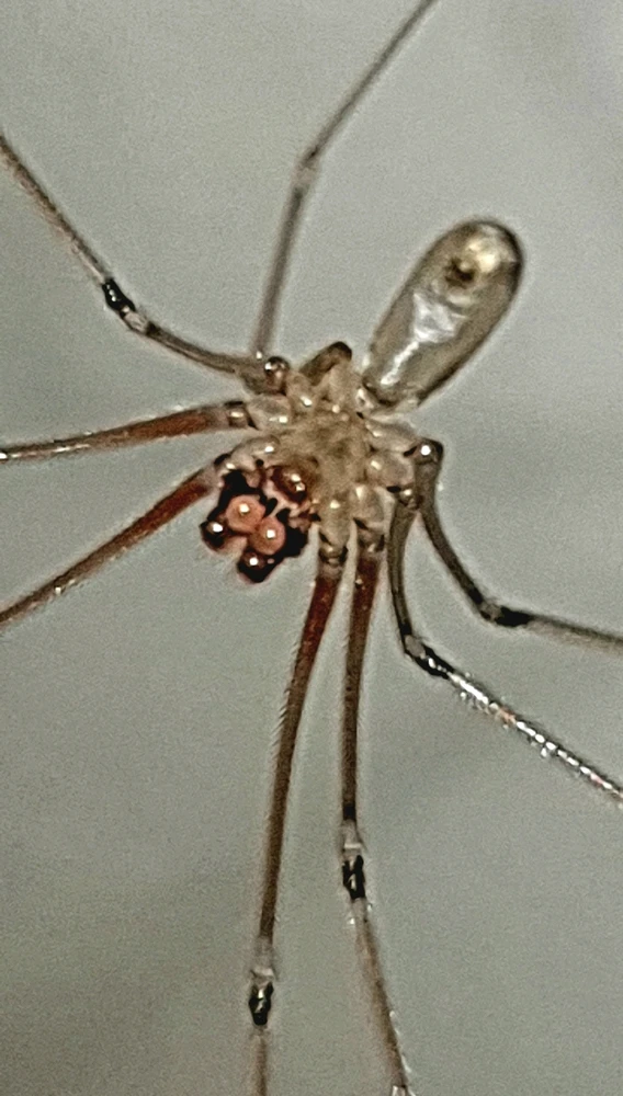 Gurdald tarafından yüklenen GIF