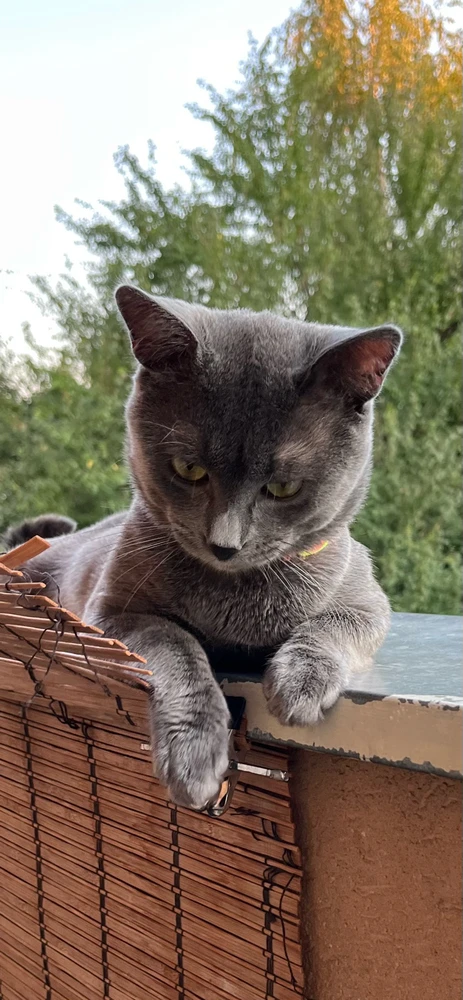 GIF otpremio/la rile