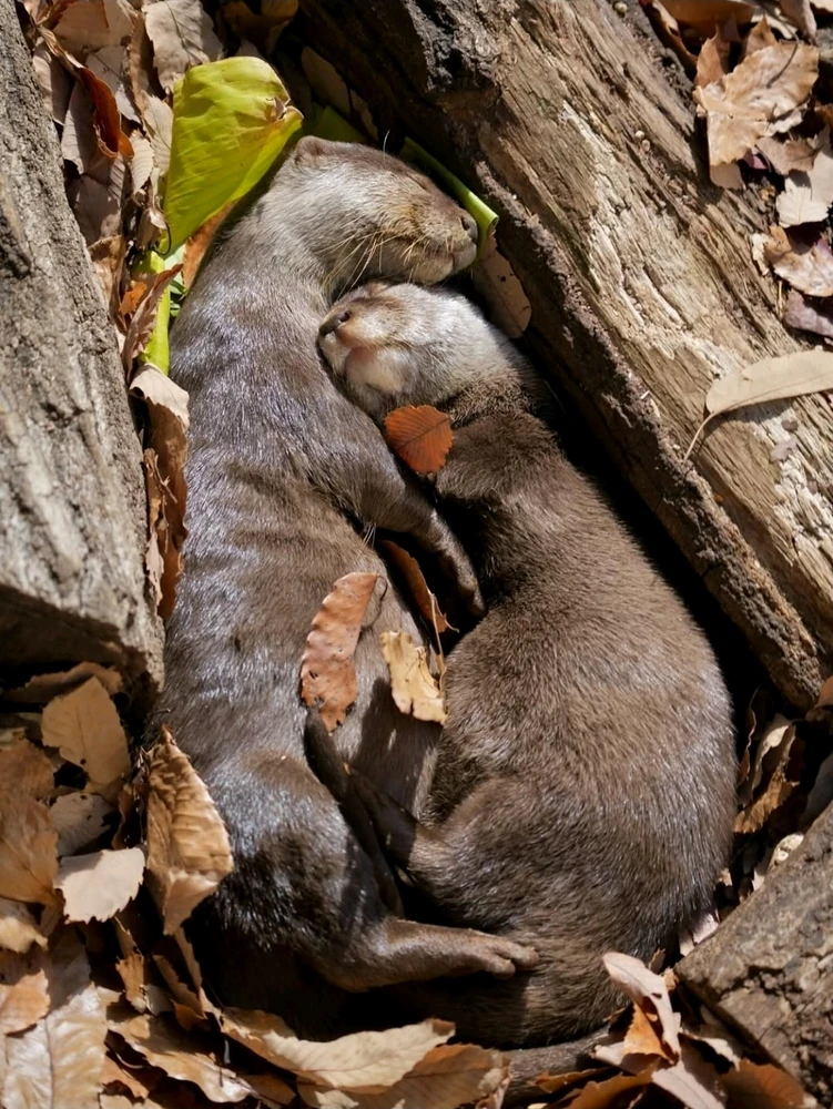 GIF uploaded by 🔆🥨🔅Koffy🔅🌰🔆