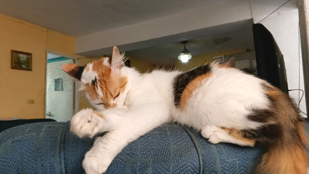 GIF subido por José D Diaz