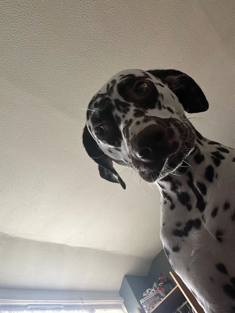 GIF uploaded by Blake