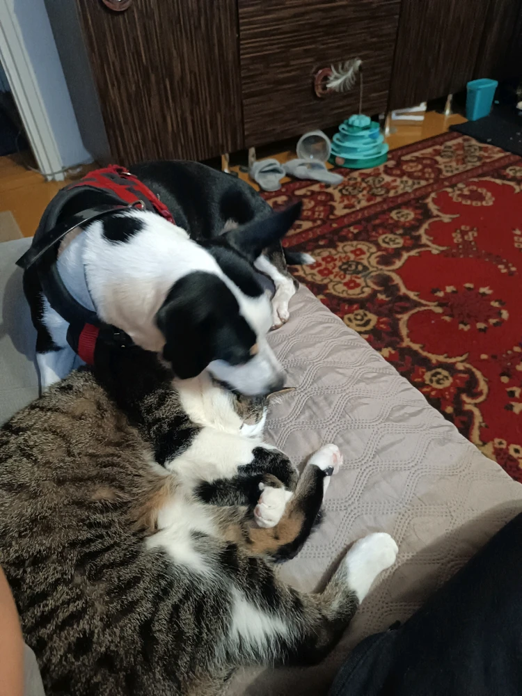 GIF dodany przez Krzysztof Owsianka