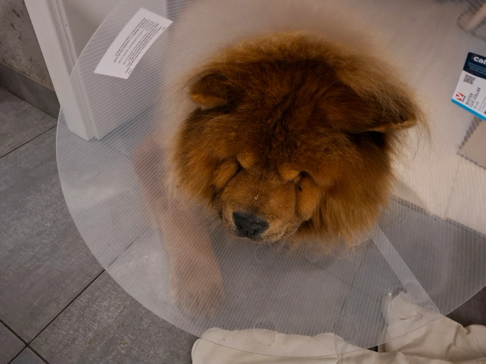 GIF nahrál ©️Iva 🦉